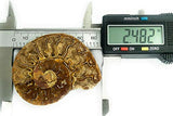 Matched Set of 2.482 Inches (63mm) Prehistoric Fossilized Diamond Polished Ammonites - 110 Million Years Old (with 2 Free Display Stands & Informational Postcard)