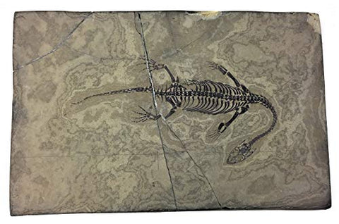 Rare 100% Complete Fossilized Marine Dinosaur - Keichousaurus Hui Reptile from Guizhou Province, China (Triassic Age, 240 Million Years Ago) - Professionally Prepared with Brushed Aluminum Plaque