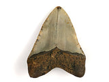 Authentic Massive Megalodon Shark Tooth - 236.9 Grams