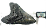 Exact Tooth as Shown in Image - Professionally Restored Monster Megalodon Prehistoric Fossilized Shark Tooth
