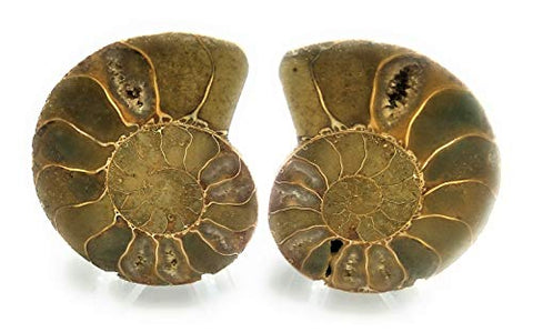 Matched Set of Prehistoric Fossilized Diamond Polished Ammonites - 110 Million Years Old (with 2 Free Display Stands & Informational Postcard)