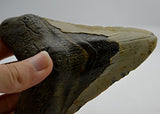 REAL Large Megalodon Shark Teeth from North Carolina 4.45" e3237x