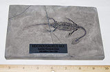 Rare 100% Complete Fossilized Marine Dinosaur - Keichousaurus Hui Reptile from Guizhou Province, China (Triassic Age, 240 Million Years Ago) - Professionally Prepared with Brushed Aluminum Plaque