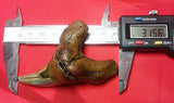 Largest Parotodus Benedeni Shark Tooth on Amazon or Ebay - 3.15"
