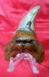 Largest Parotodus Benedeni Shark Tooth on Amazon or Ebay - 3.15"