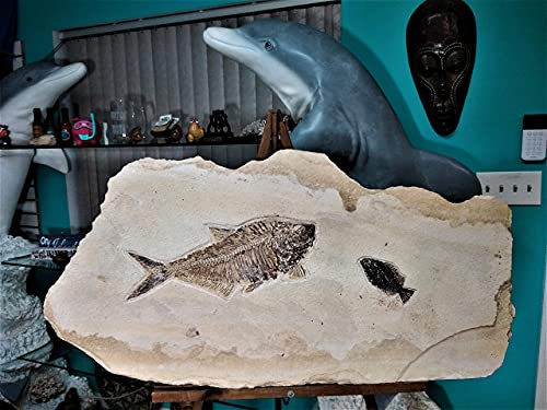 Rare Fossil Fish Matrix Plate - 50 Million Year Old Eocene-Era from Green River Formation - Ready for Hanging (39")