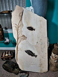 Rare Fossil Fish Matrix Plate - 50 Million Year Old Eocene-Era from Green River Formation - Ready for Hanging