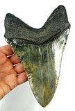 Exact Tooth as Shown in Image - Professionally Restored Monster Megalodon Prehistoric Fossilized Shark Tooth