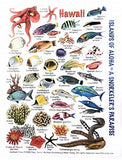 Submersible Fish & Invertebrates Reefcomber's Mini Field Pocket Guide for Scuba Divers, Snorkelers & Fishermen in The Aloha Islands of Hawaii - A snorkeler's Paradise (6 x 4 Inches)