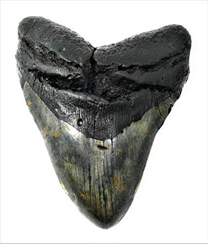 Exact Tooth as Shown in Image - Gargantuan Monster Megalodon Fossilized Shark Tooth with a Free 8-1/2" x 11" Certificate of Authenticity and Custom Acrylic Tooth Stand (6.036")