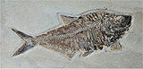 Rare Fossil Fish Matrix Plate - 50 Million Year Old Eocene-Era from Green River Formation - Ready for Hanging (39")