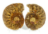 Matched Set of 2.482 Inches (63mm) Prehistoric Fossilized Diamond Polished Ammonites - 110 Million Years Old (with 2 Free Display Stands & Informational Postcard)