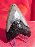 Custom Megalodon Shark Tooth Display Stand - 1-1/2 Tall with a Base That is 1-3/8 Wide x 1-1/2 Deep