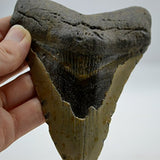 REAL Large Megalodon Shark Teeth from North Carolina 4.45" e3237x