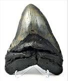 Exact Tooth as Shown in Image - Gargantuan Monster Megalodon Fossilized Shark Tooth with a Free 8-1/2" x 11" Certificate of Authenticity and Custom Acrylic Tooth Stand (6.036")