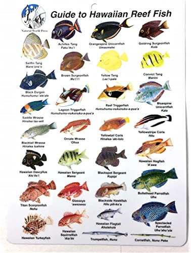 Submersible Mini Fish ID Card & Field Pocket Guide for Scuba Divers, Snorkelers & Fishermen - Guide to Hawaiian Reef Fish (6 x 4 Inches)