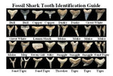 Dig for Prehistoric Fossil Shark Teeth - 4 Fossilized Shark Teeth Guaranteed in Every Bag (Miocene Period - 5-23 Million Years Old)