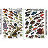 Submersible Fish ID Card & Mini Pocket Guide for Scuba Divers, Snorkelers & Fishermen - Reef Fishes, Corals & Crustaceans of The Tropical Atlantic, Florida, Bahamas & The Caribbean (6 x 4 Inches)