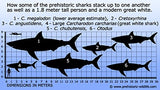 Dig for Prehistoric Fossil Shark Teeth - 4 Fossilized Shark Teeth Guaranteed in Every Bag (Miocene Period - 5-23 Million Years Old)