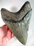 Exact Tooth as Shown in Image - Professionally Restored Monster Megalodon 7.253 Inch (184.2mm) Prehistoric Fossilized Shark Tooth with a Free Tooth Stand