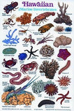 New Submersible Fish ID Card & Pocket Guide for Scuba Divers, Snorkelers & Fishermen - Shells and Marine Invertebrates of Hawaii