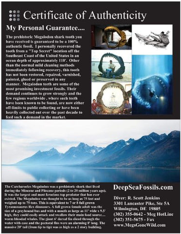 25 New and Beautiful Personalized Custom Printed Certificates of Authenticity for Prehistoric Fossilized Megalodon Shark Teeth - Glossy 8-1/2" x 11" Perfect for Framing