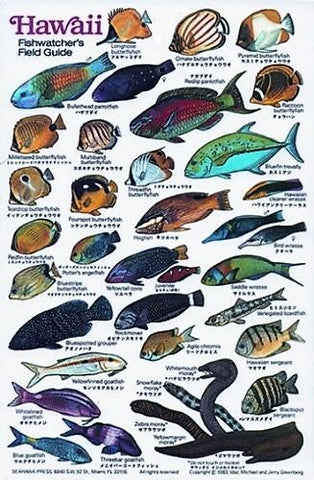 New Submersible Fish ID Card & Pocket Guide for Scuba Divers, Snorkelers & Fishermen - Fishwatcher's Field Guide to Fish of Hawaii